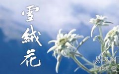 雪絨花吉他譜_簡(jiǎn)單版_圣誕歌曲吉他譜